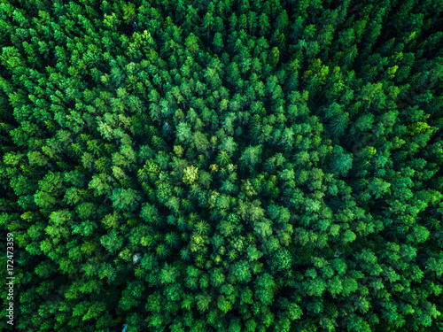 Green Forest, view from above, top view, toned