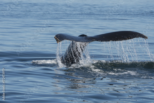 Humpback Whale Fluke IV