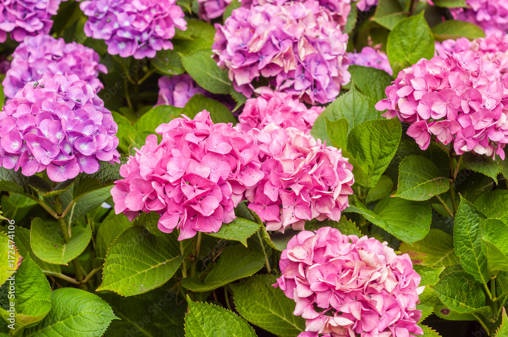 hydrangea hydrangea