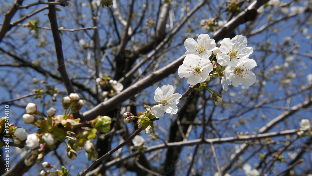 Obraz premium Fori di ciliegio