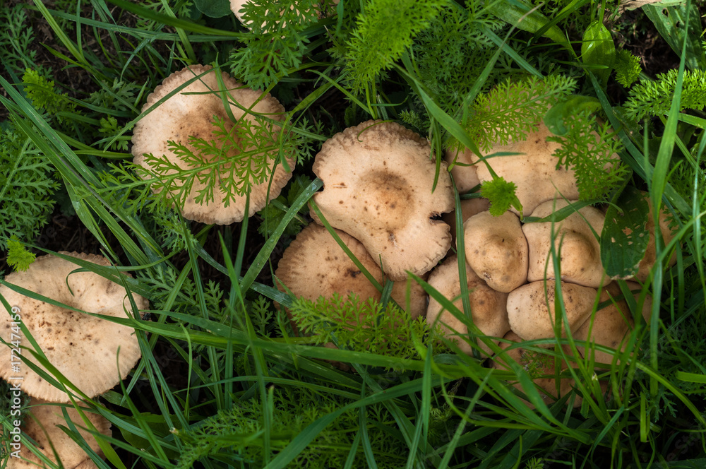 mushrooms mushrooms