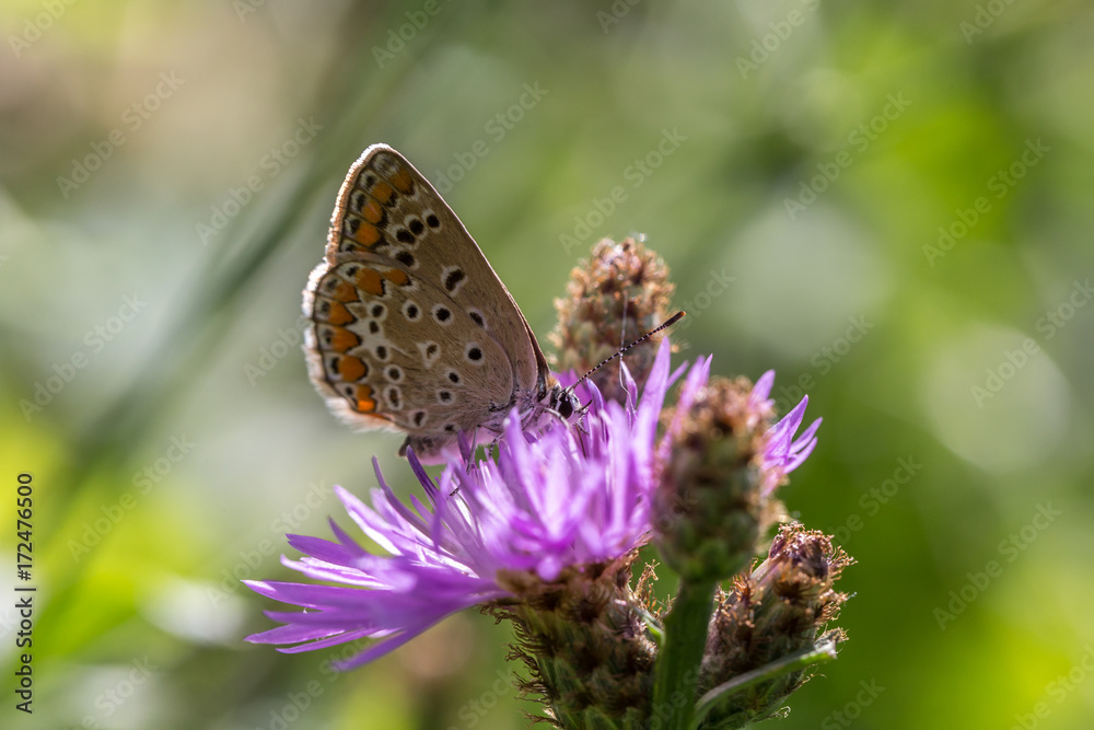 Obraz premium farfalla su fiore lilla 