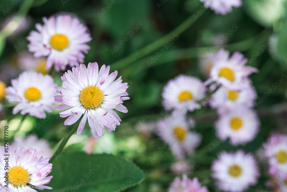 Daisies on green background