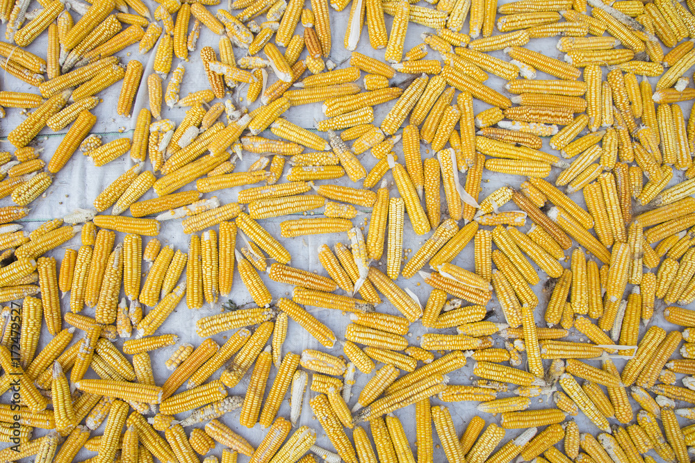 A pile of corn cob. Dried corn background A pile of corn cob. Dried corn background