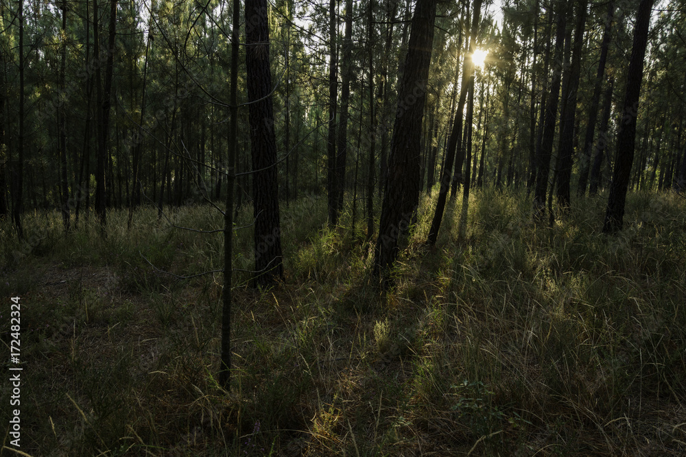 Forest sunlight