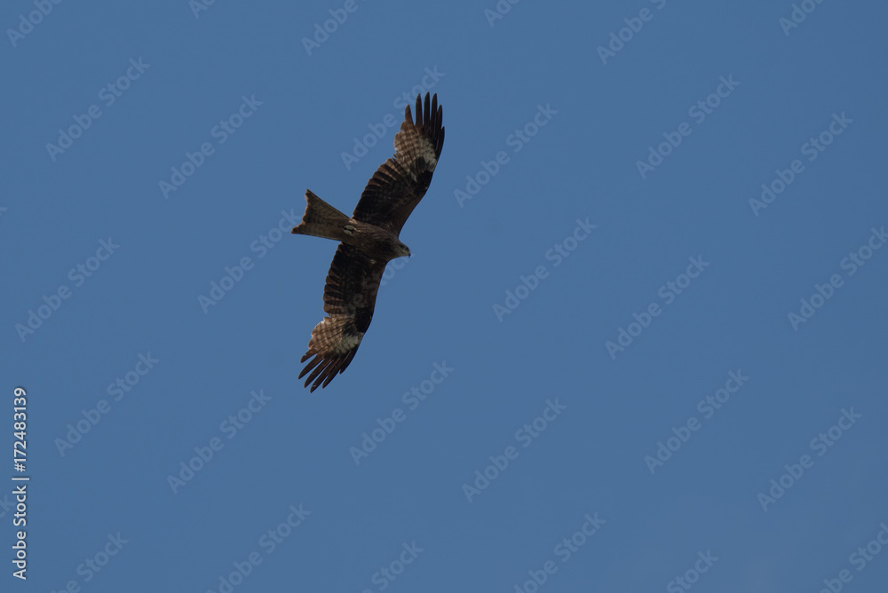 Black kite flying in the blue sky Black kite flying in the blue sky