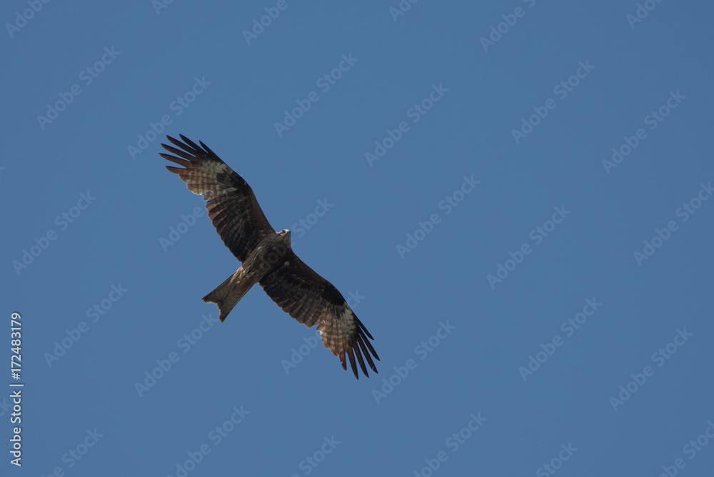 Black kite flying in the blue sky Black kite flying in the blue sky