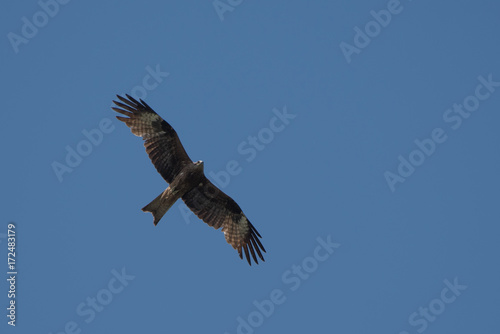 Black kite flying in the blue sky