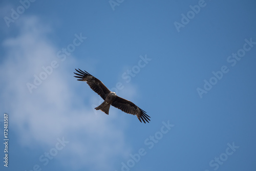 Kite flying in the blue sky
