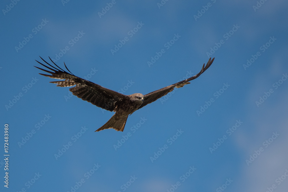 Obraz premium Kite soaring against blue sky