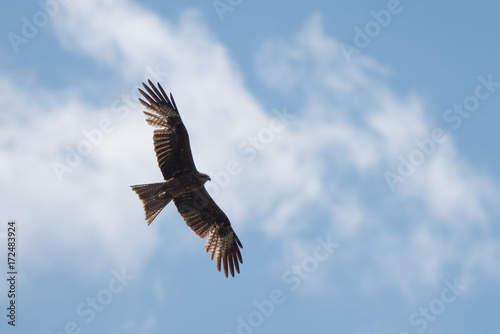 Kite soaring against blue sky © ilyaska