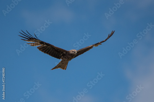 Kite soaring against blue sky