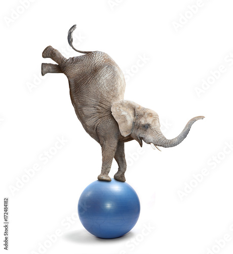 African elephant elephant balancing on a ball. Funny animals isolated on white background.