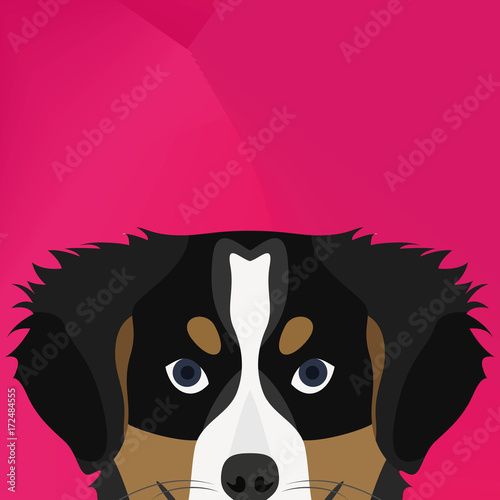 Illustration Dog Bernese Mountain Dog looking over wall