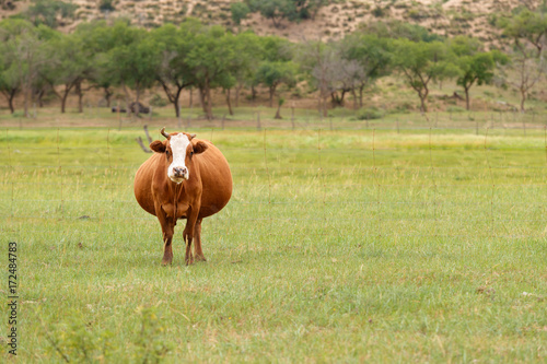 Pregnant cow in a grassland