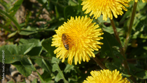 Fiori di prato in campagna