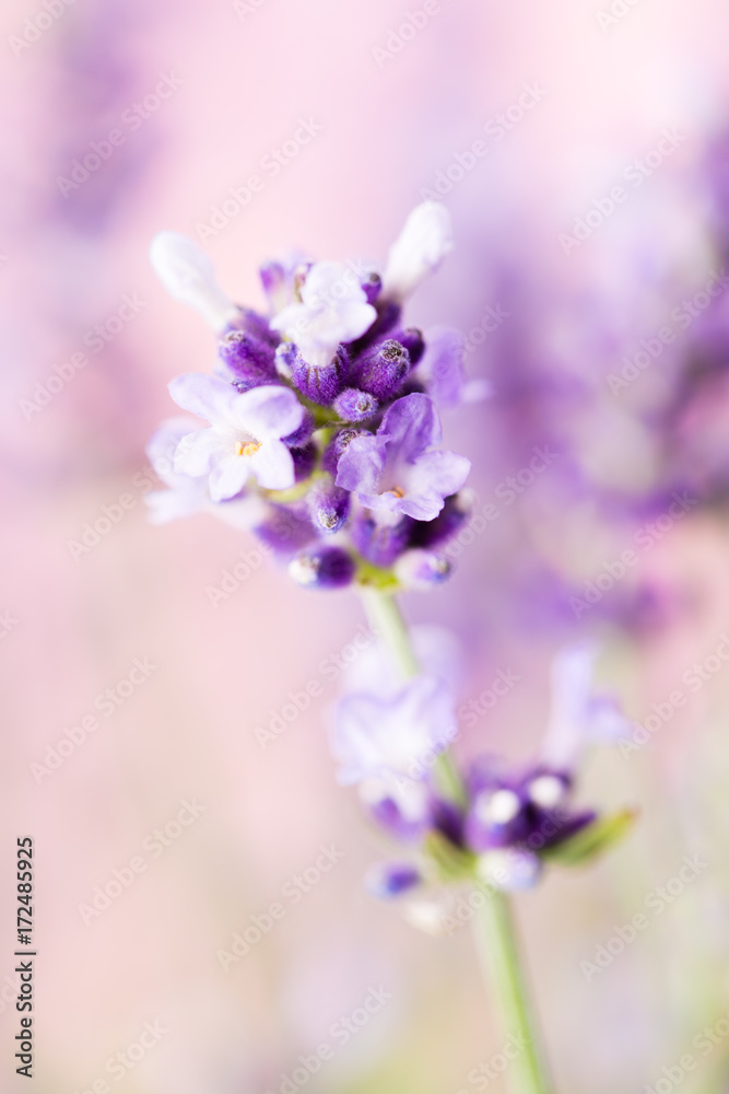 Obraz premium Lavender flowers.