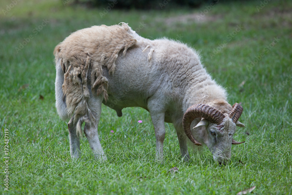 White Big Horn Ram