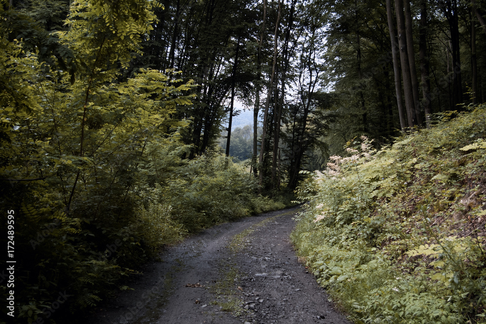 Obraz premium Autumn forest road