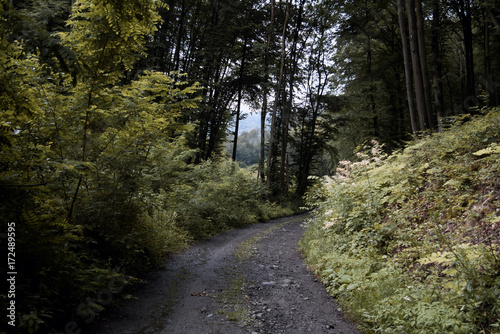 Autumn forest road