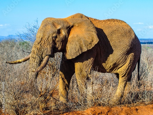 African Elephant in natural habitat, Ngorongoro Conservation Area, Tanzania, Africa photo