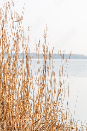 Seedy reed stalks