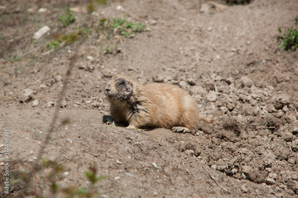Prairie Dog Prairie Dog