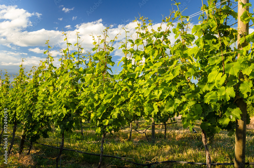 Naklejka premium Row of Grapevines in Spring and Blue Sky