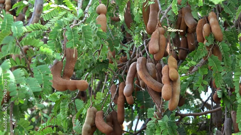 Seed pods of the acacia mimosa tree