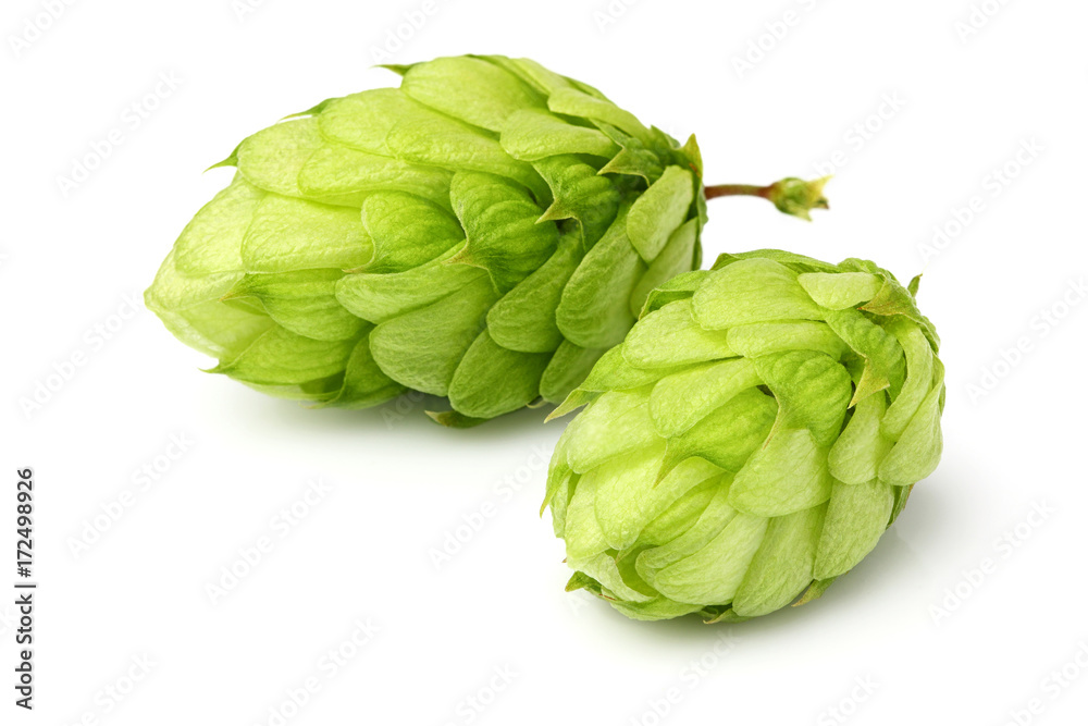 Hop close-up isolated.
