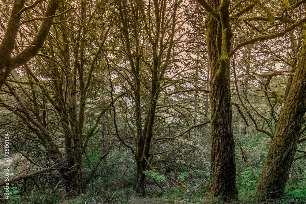 Douglas Fir Forest. Purisima Creek Redwoods, Woodside, San Mateo County, California, USA.