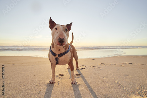 Portrait of a Pit Bull photo