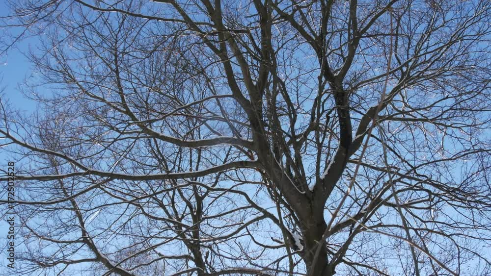 Alberi al disgelo di fine inverno Alberi al disgelo di fine inverno