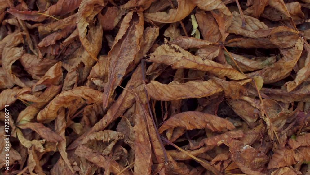 Dry autumn leaves on the ground. Close up view of dried fallen leaves on the ground. Dry autumn leaves on the ground. Close up view of dried fallen leaves on the ground.