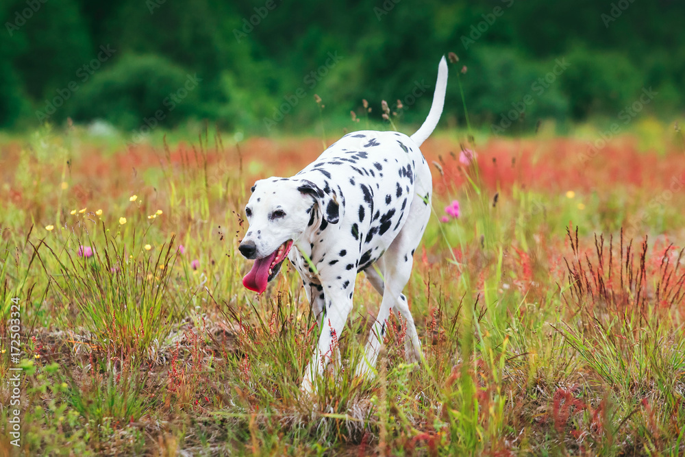 Cute dog running on field Cute dog running on field