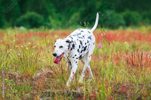 Cute dog running on field