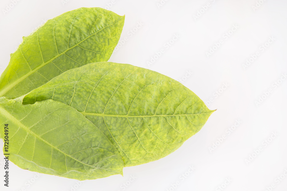 Obraz premium Tobacco leaves (Nicotiana tabacum)