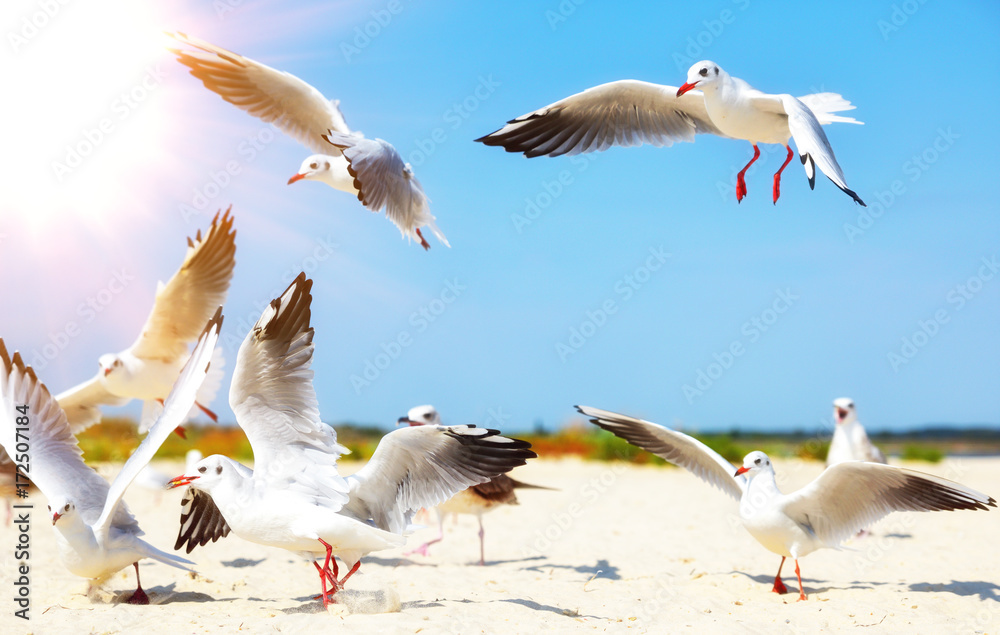 Obraz premium flock of white sea gulls