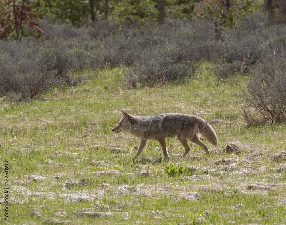 Fototapeta premium Coyote Trotting Through Prairie