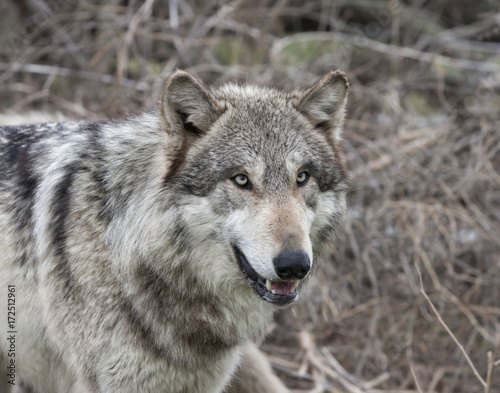 Adult Grey Wolf Head and Shoulders