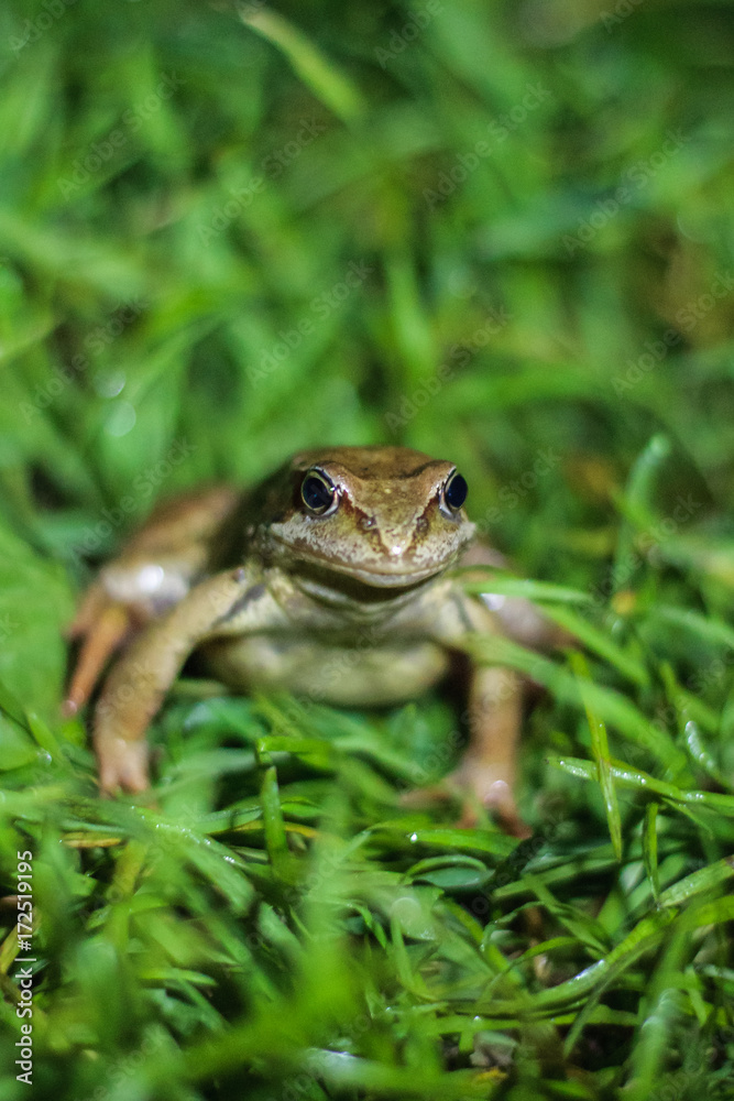 close up of Rana temporaria - European common frog sitting in the grass, ready to jump close up of Rana temporaria - European common frog sitting in the grass, ready to jump