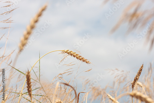 organic golden ripe ears of wheat in the field  soft focus  closeup  agriculture background.