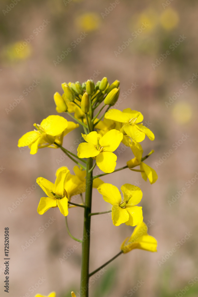 Rape flower in spring
