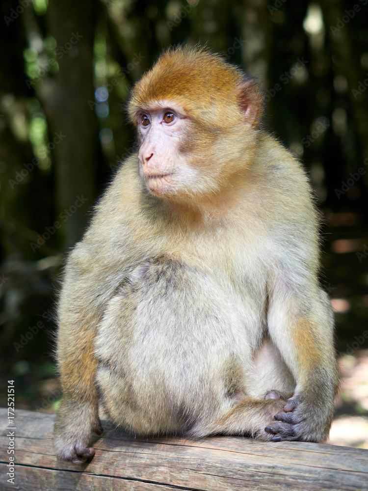 Fototapeta premium Berberaffe