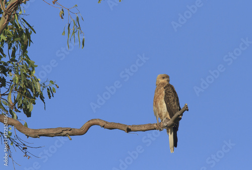 Whistling kite with copy space