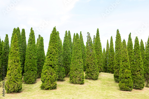 Group of Pine tree on grass field background