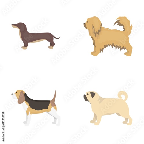 Pikinise, dachshund, pug, peggy. Dog breeds set collection icons in cartoon style vector symbol stock illustration web. photo