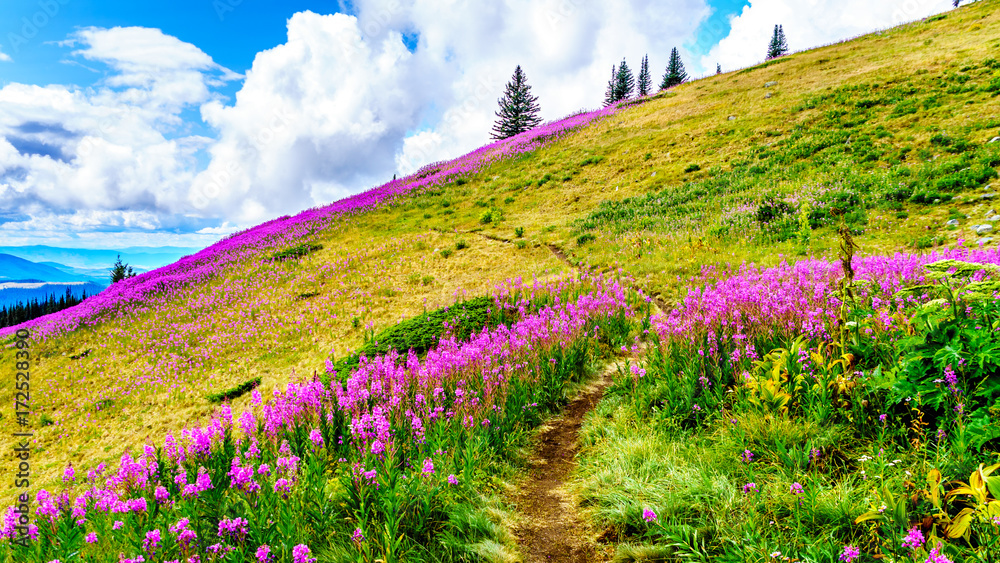 Obraz premium Hiking through alpine meadows covered in pink fireweed wildflowers in the high alpine near the village of Sun Peaks, in the Shuswap Highlands in central British Columbia Canada