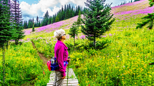Senior woman hiking through alpine meadows covered in pink fireweed wildflowers in the high alpine near the village of Sun Peaks, in the Shuswap Highlands in central British Columbia Canada