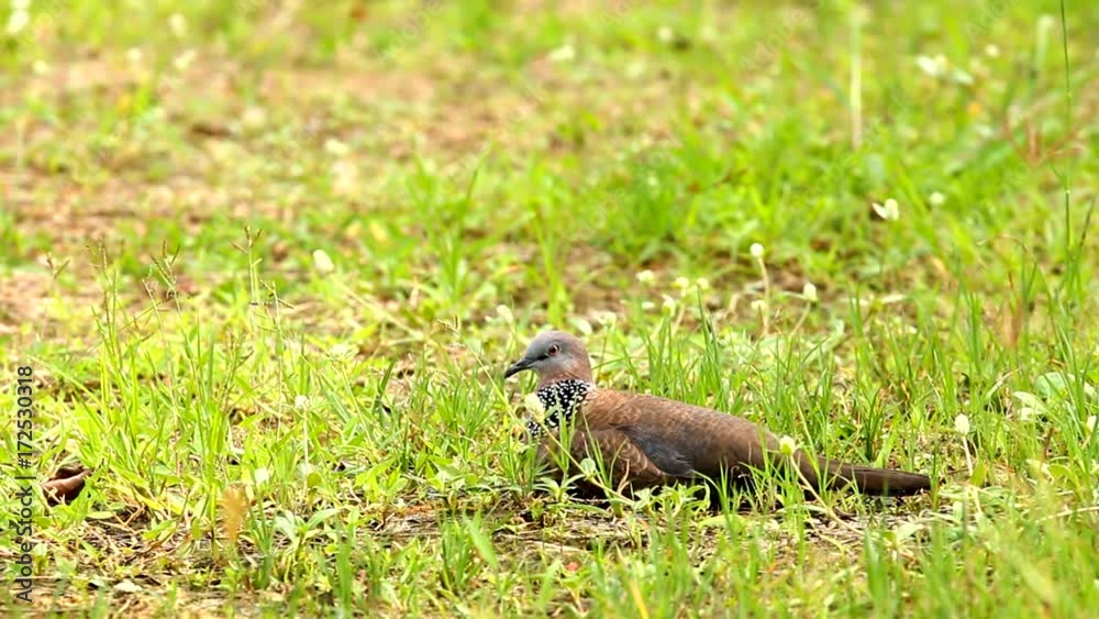 dove laying on ground dove laying on ground